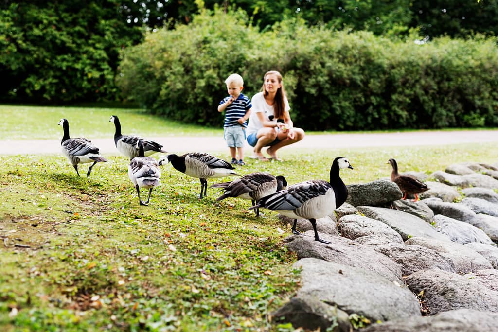Young woman with son watching geese in park